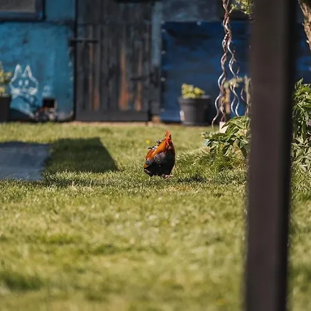 Glamping Mangoeste Κάμπινγκ Zedelgem